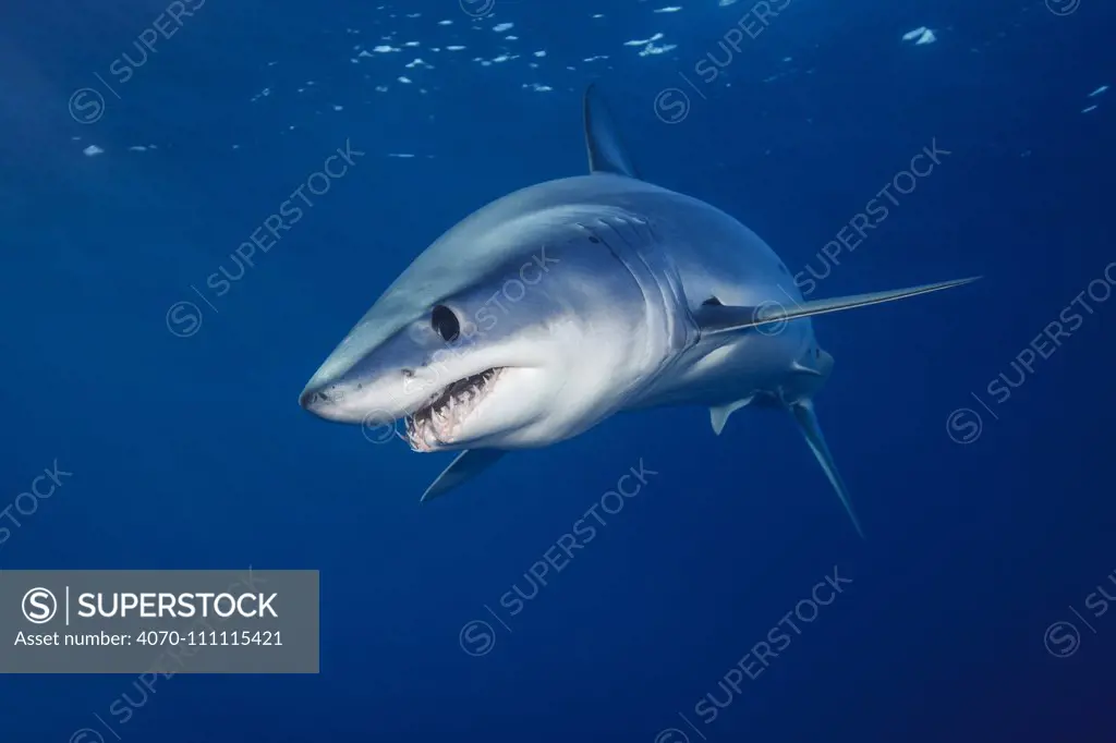 Shortfin mako shark (Isurus oxyrinchus) profile portrait, off the West Coast of Auckland, New Zealand, February