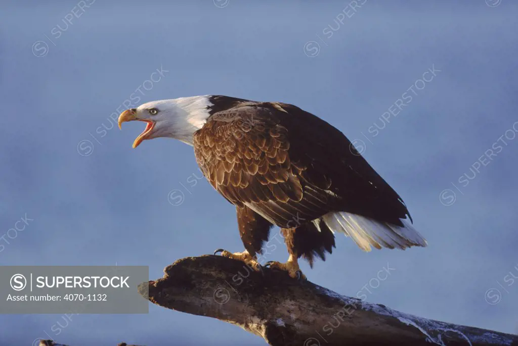 Bald eagle (Haliaeetus leucocephalus) calling. Alaska