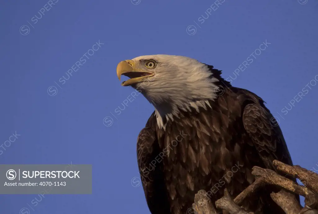 Bald eagle portrait Haliaeetus leucocephalus} Alaska USA 
