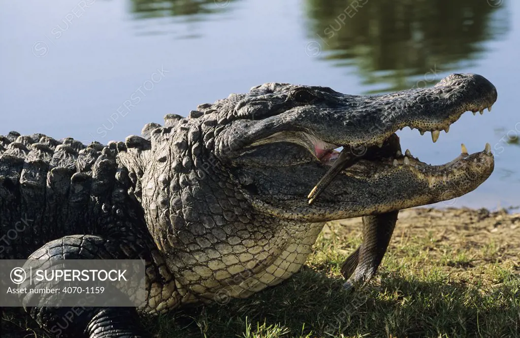 American alligator (Alligator mississippiensis) with garfish prey. USA