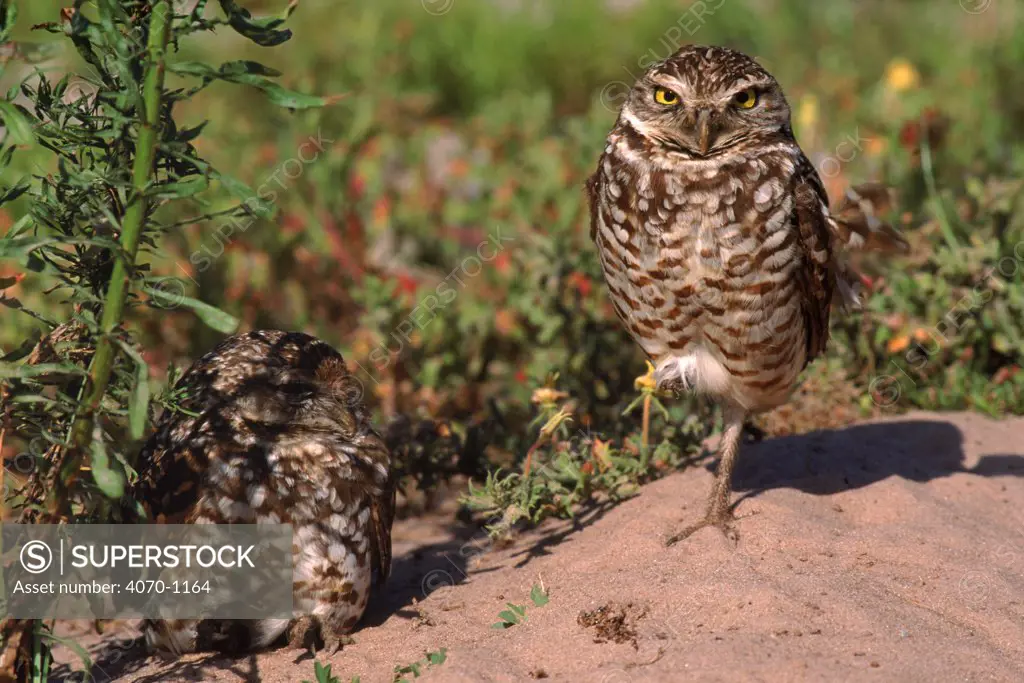 Burrowing owls on ground, one on one leg. USA