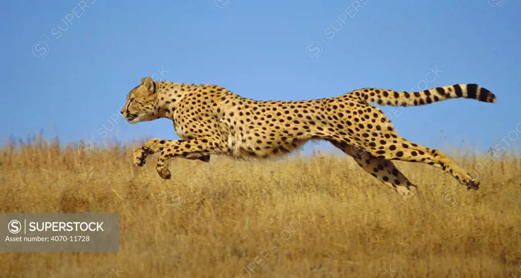Cheetah (Acinonyx jubatus) running, Kenya