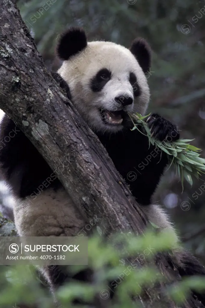 Giant Panda, Wolong Nature Reserve, China. (Ailuropoda melanoleuca) Captive