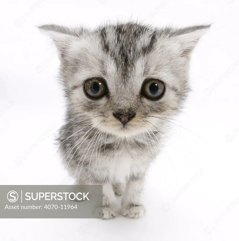 Silver tabby kitten with big eyes.