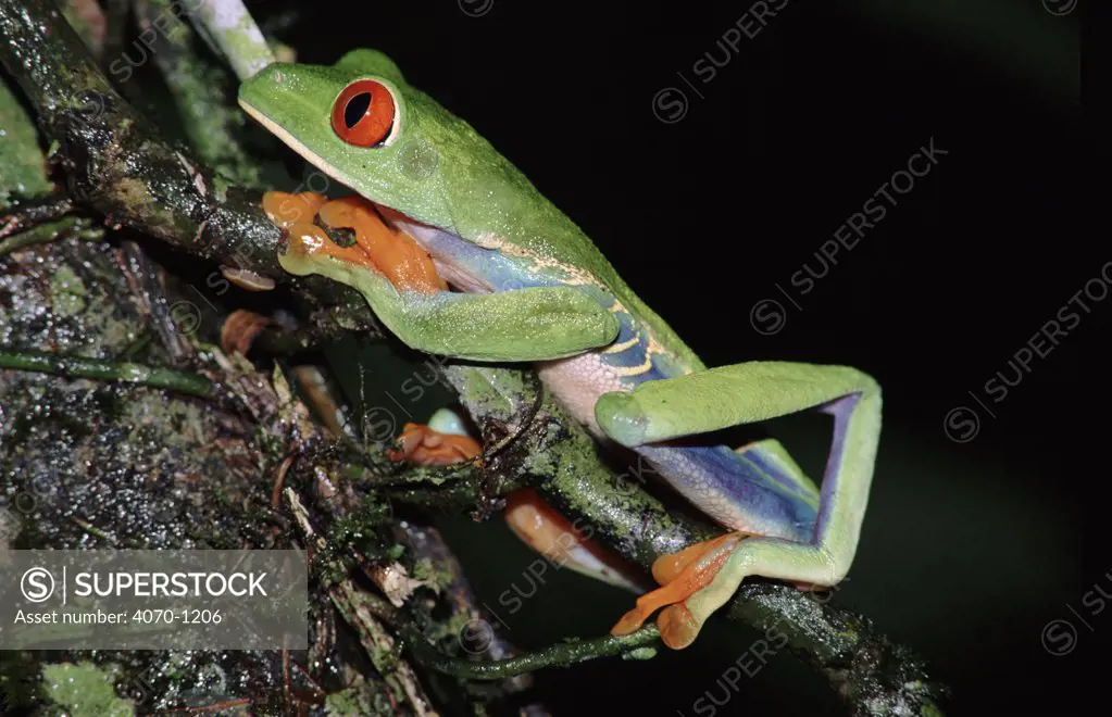 Red-eyed treefrog, Costa Rica