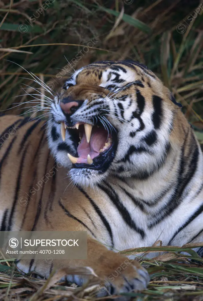 Bengal tiger snarling (Panthera tigris tigris) Captive