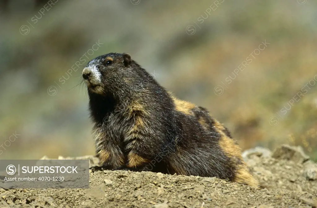 Olympic marmot (Marmota olympia) Olympic NP, Washington, USA