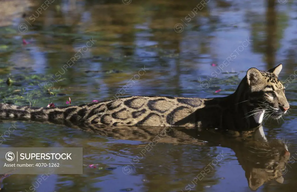 Clouded leopard in water (Neofelis nebulosa) captive 