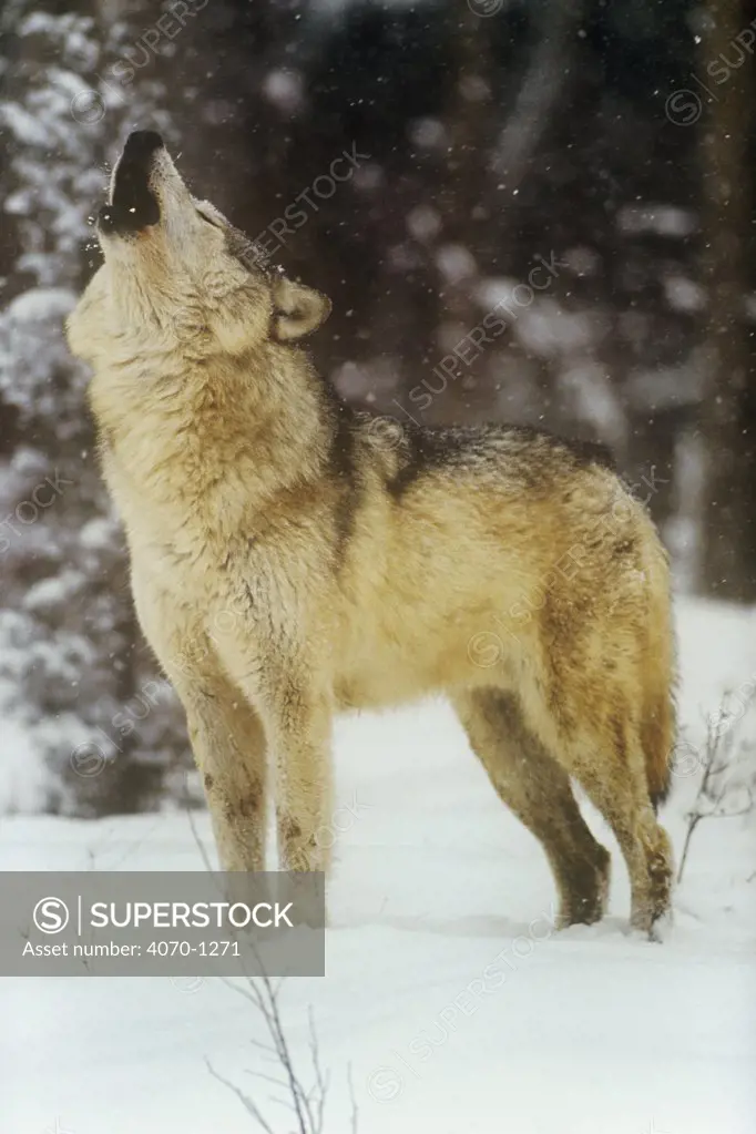 Grey wolf howling in snow.