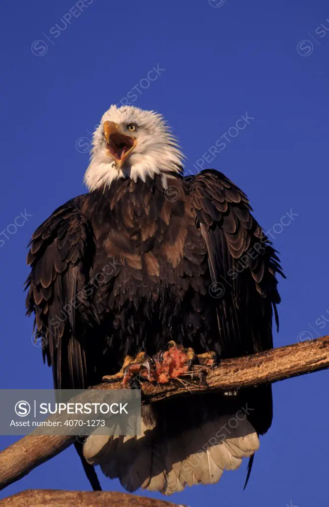 American bald eagle on perch with prey, Alaska