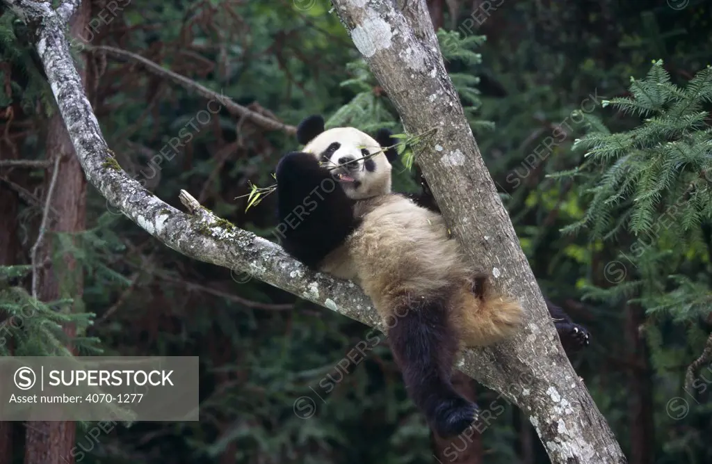 Giant Panda (Ailuropoda melanoleuca) resting in tree, captive, Wolong Nature Reserve, China