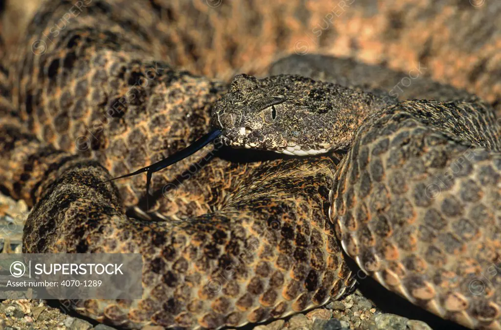 Tiger rattlesnake (Crotalus trigris) Arizona, USA