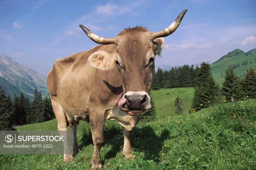 Brown Swiss Cow in alpine pasture, Switzerland