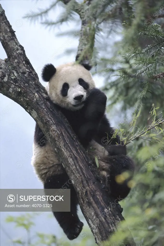 Giant panda eating in tree. Wolong Nature Reserve, China, Sichuan
