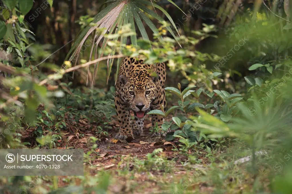 Jaguar (Panthera onca) in undergrowth. Belize, Central America