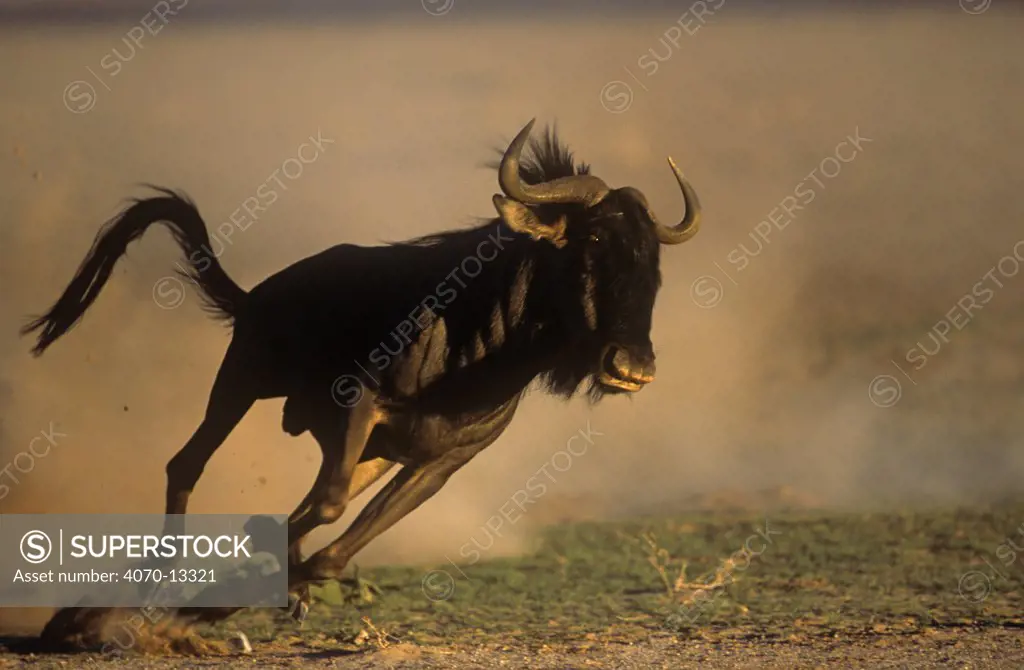 Wildebeest Connochaetes taurinus} running over dusty ground, Kgaladi Transfrontier / Kalahari Gemsbok NP, South Africa