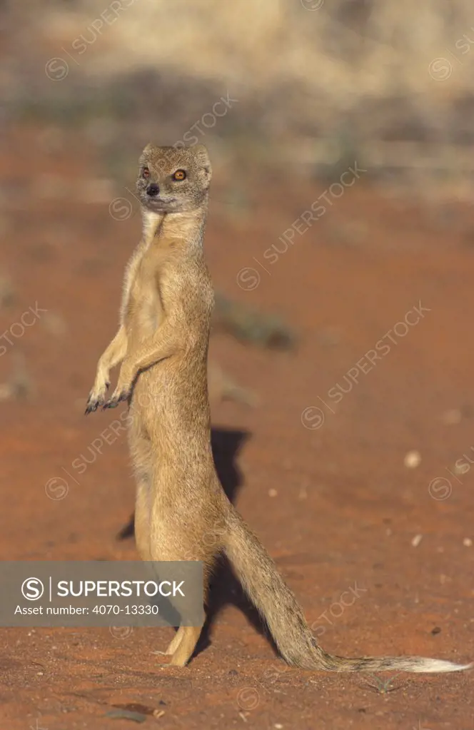 Yellow mongoose standing alert Cynictis pencillata}, Kalahari Gemsbok Park, South Africa