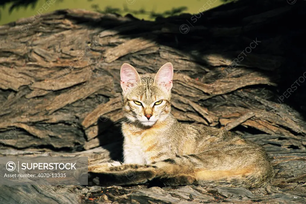 African wild cat Felis sylvestris libyca}, Kgalagadi Transfrontier Park, South Africa