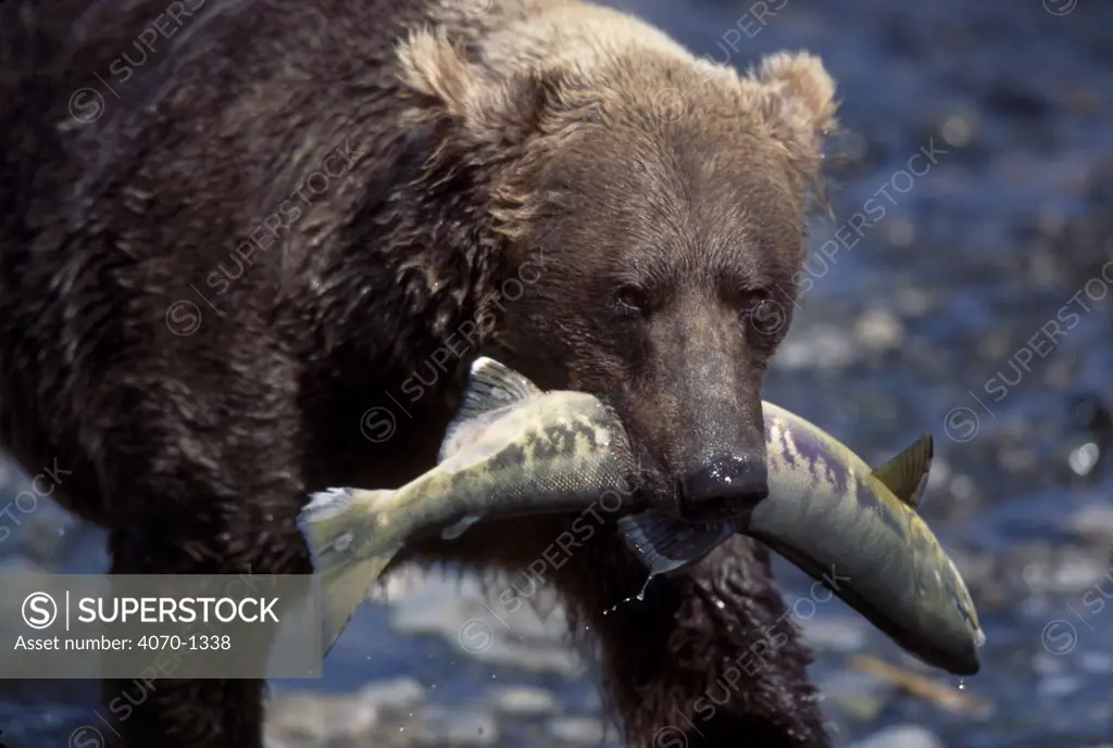 Grizzly Bear with salmon Ursus arctos horribilis} McNeil River Alaska USA
