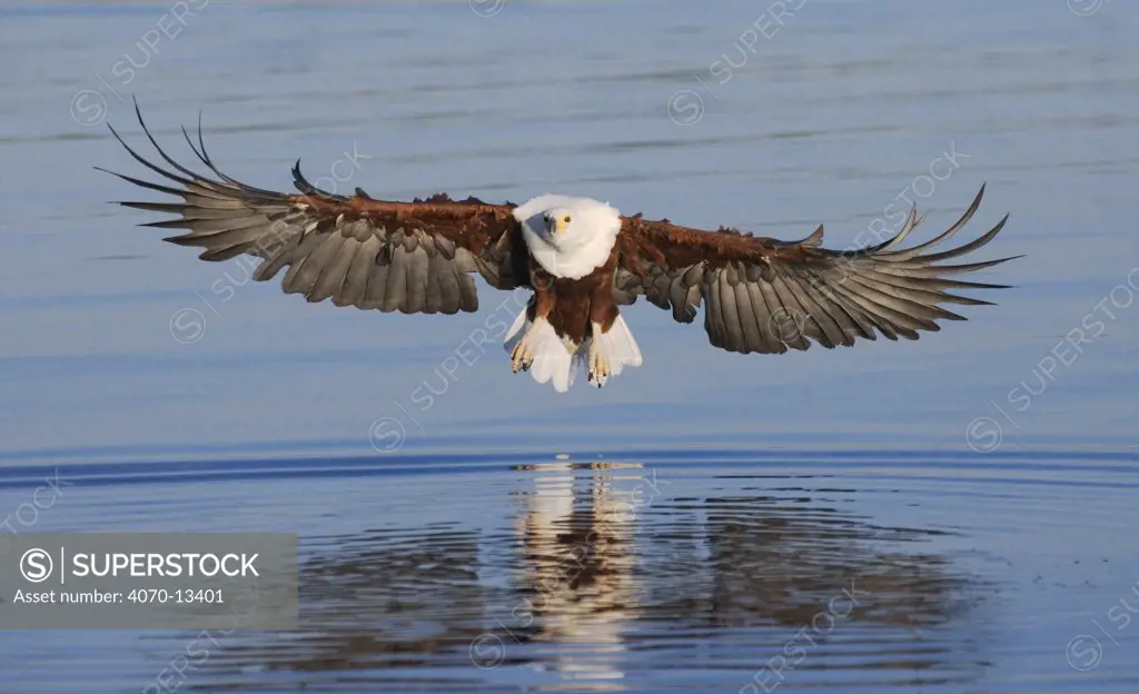 African fish eagle fishing Haliaeetus vocifer} Chobe NP, Botswana