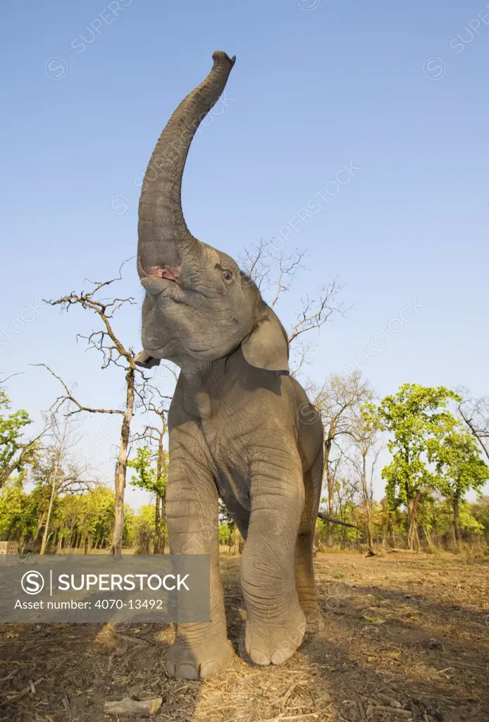 Asian / Indian elephant Elephas maximus} (18 month baby) holding trunk in the air, Bandhavgarh National Park, India.