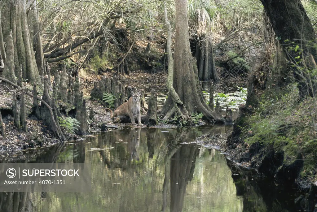Puma (Felix concolor) in Bald cypress swamp, Florida, USA, captive