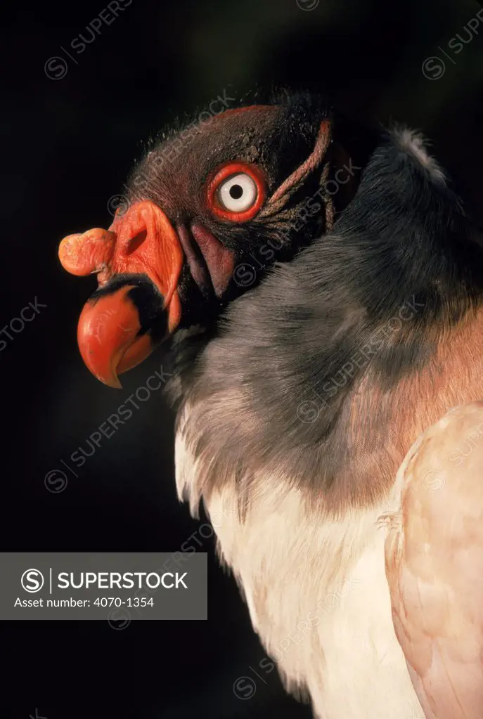 King vulture head portrait.