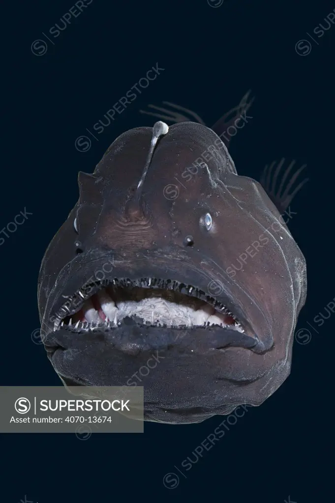 Live deep-sea anglerfish, black seadevil (Diceratias pileatus) captive, showing bioluminescent lure and razor sharp teeth
