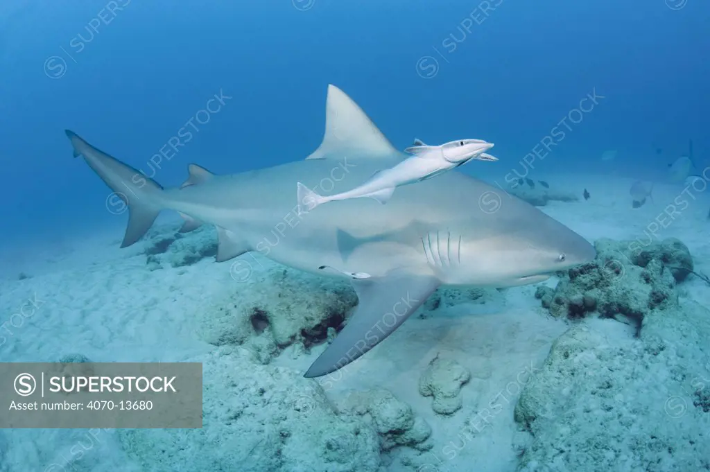 Bull shark (Carcharhinus leucas) female in seasonal breeding aggregation with Sharksucker (Echeneis naucrates) Playa del Carmen, Cancun, Quintana Roo, Yucatan Peninsula, Mexico (Caribbean Sea)