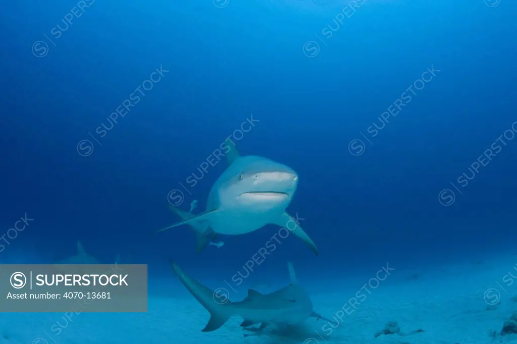 Female Bull sharks (Carcharhinus leucas) in seasonal breeding aggregation with Sharksuckers (Echeneis naucrates) Playa del Carmen, Cancun, Quintana Roo, Yucatan Peninsula, Mexico (Caribbean Sea)