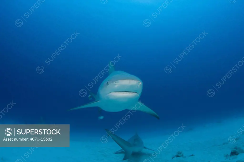 Female Bull sharks (Carcharhinus leucas) in seasonal breeding aggregation with Sharksuckers (Echeneis naucrates) Playa del Carmen, Cancun, Quintana Roo, Yucatan Peninsula, Mexico (Caribbean Sea)