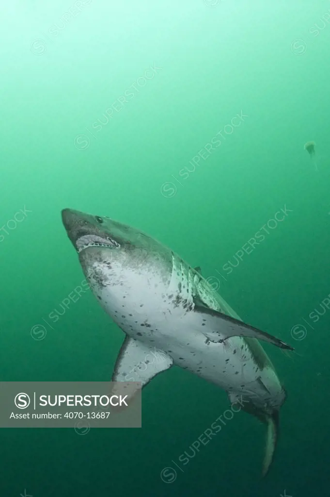 Salmon shark (Lamna ditropis) Port Fidalgo, Prince William Sound, Alaska, USA