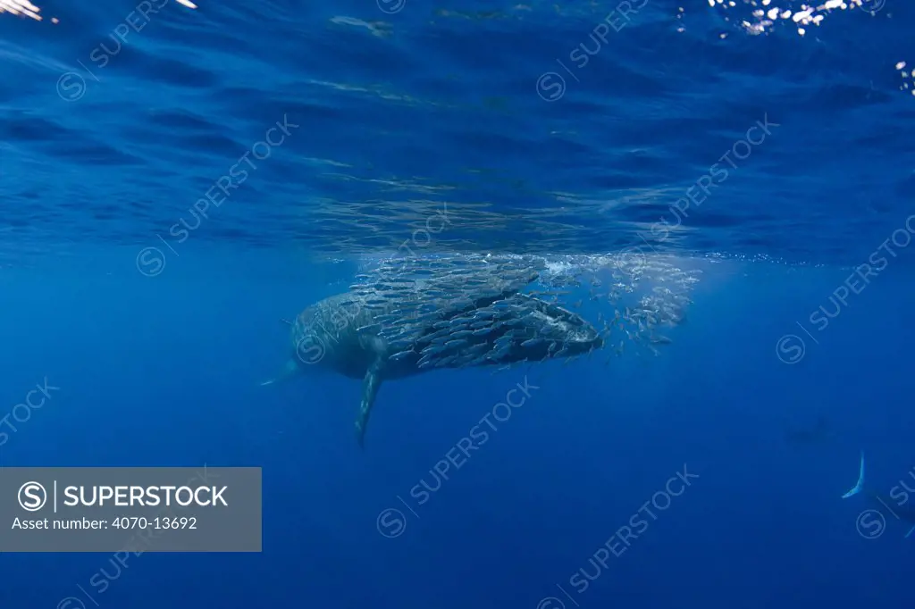 Bryde's whale (Balaenoptera brydei / edeni) with mouth open, approaching baitball of Sardines (Sardinops sagax) to feed, off Baja California, Mexico, Eastern Pacific Ocean. 2 in sequence of 5