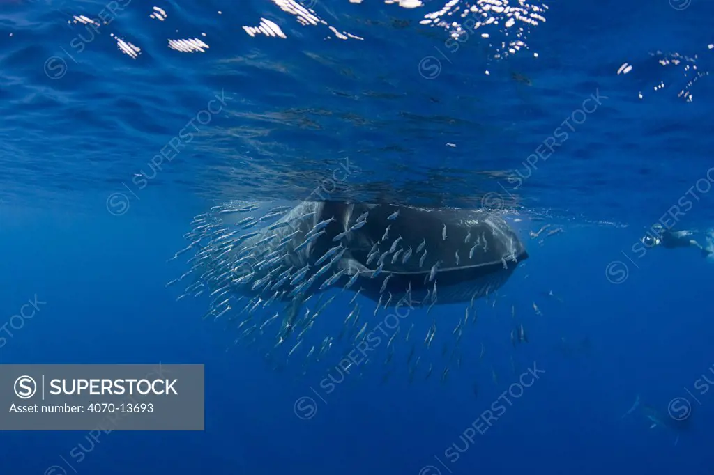 Bryde's whale (Balaenoptera brydei / edeni) feeding on baitball of Sardines (Sardinops sagax) off Baja California, Mexico, Eastern Pacific Ocean. 3 in sequence of 5