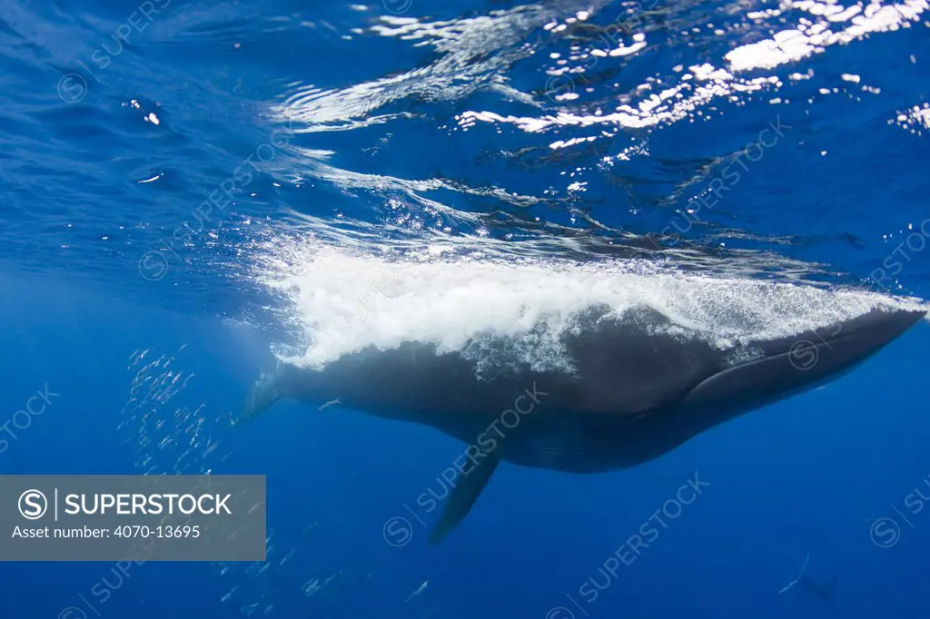 Bryde's whale (Balaenoptera brydei / edeni) closes mouth, after feeding on baitball of Sardines (Sardinops sagax) off Baja California, Mexico, Eastern Pacific Ocean. 5 in sequence of 5