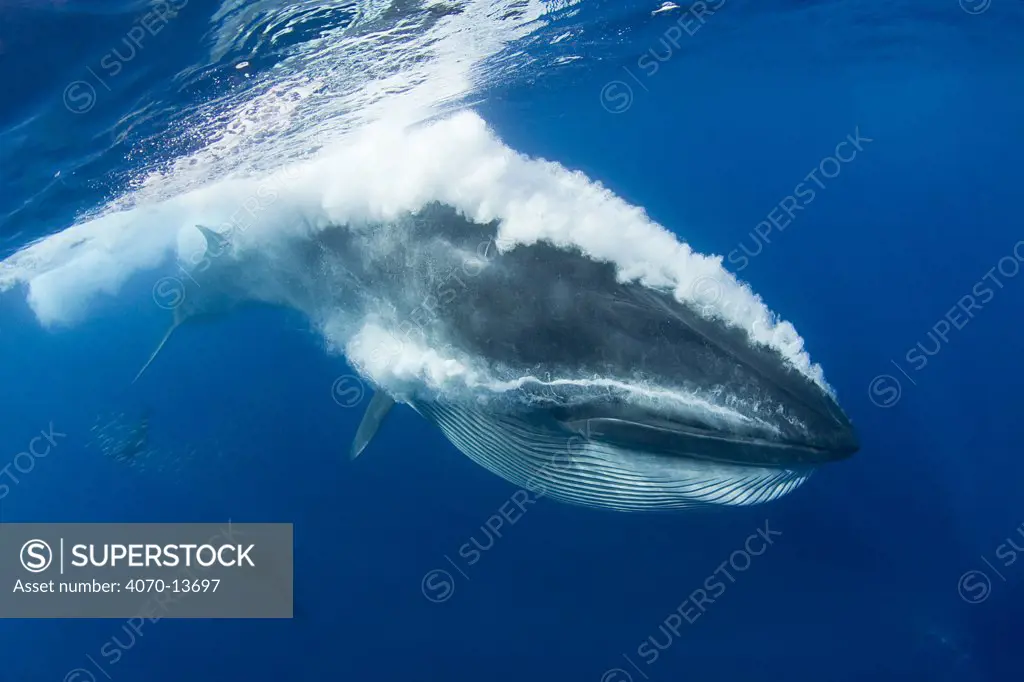 Bryde's whale (Balaenoptera brydei / edeni) expelling air and water from mouth through baleen plates after engulfing part of a baitball of Sardines, Sardinops sagax, off Baja California, Mexico (Eastern Pacific Ocean)