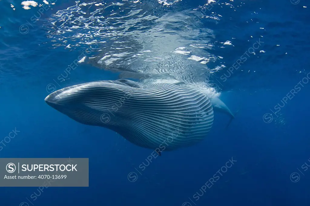 Bryde's whale (Balaenoptera brydei / edeni) with throat pleats expanded after feeding on baitball of Sardines (Sardinops sagax) off Baja California, Mexico (Eastern Pacific Ocean )