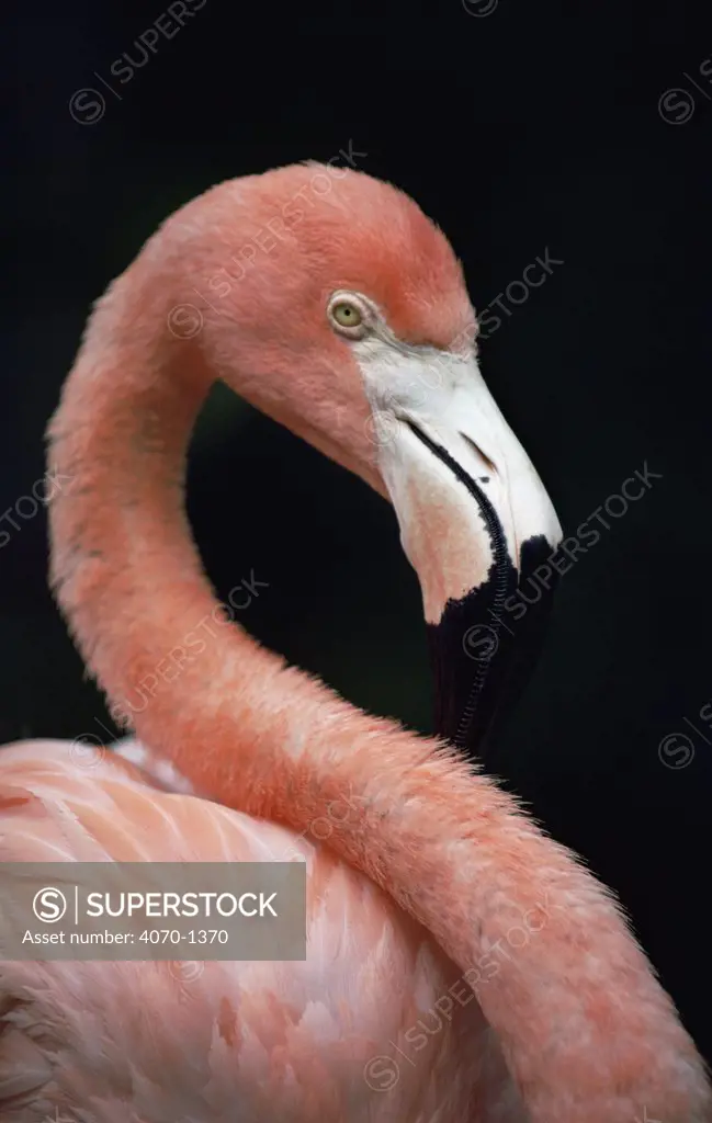 American flamingo (Phoenicopterus ruber ruber) captive, USA 