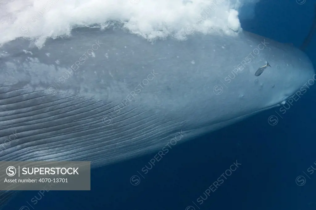 Close up of throat pleats, navel, genital and anal openings, and mammary slit of Bryde's whale (Balaenoptera brydei /edeni) as it passes photographer as it charges through a small school of Sardines, off Baja California, Mexico (Eastern Pacific Ocean)