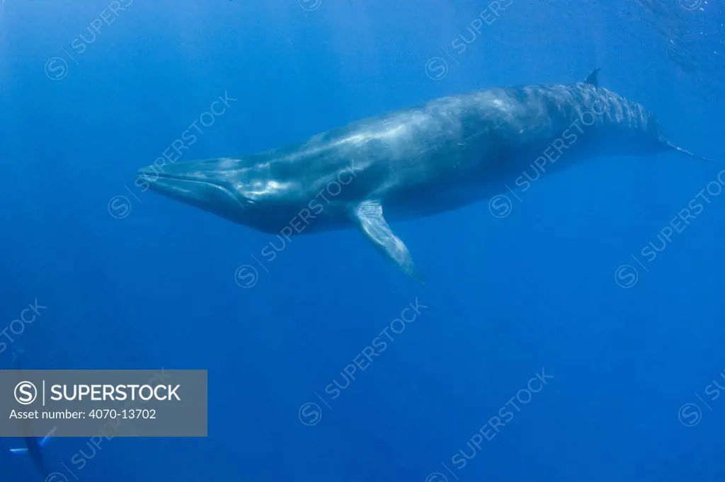 Bryde's whale (Balaenoptera brydei / edeni) with Striped marlin diving down in lower left corner, off Baja California, Mexico (Eastern Pacific Ocean)