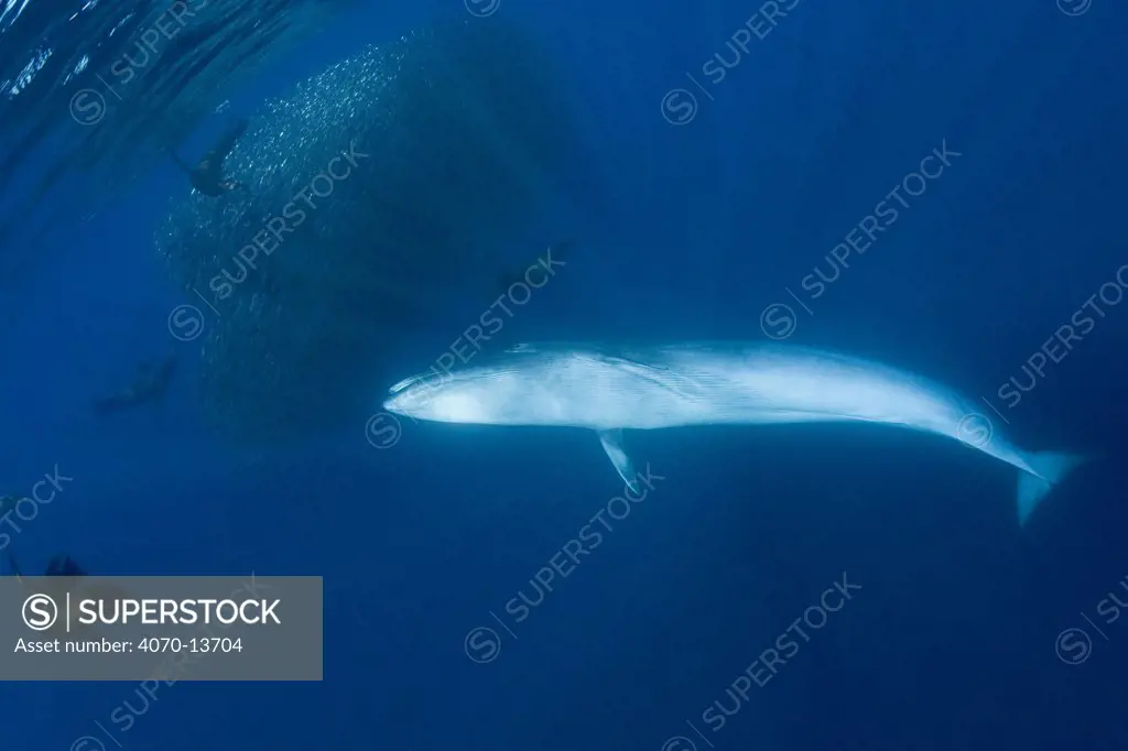 Bryde's whale (Balaenoptera brydei / edeni) with California sea lions and Striped marlin, feeding on mixed baitball of Sardines and Pacific chub mackerel (Scomber japonicus) off Baja California, Mexico (Eastern Pacific Ocean)