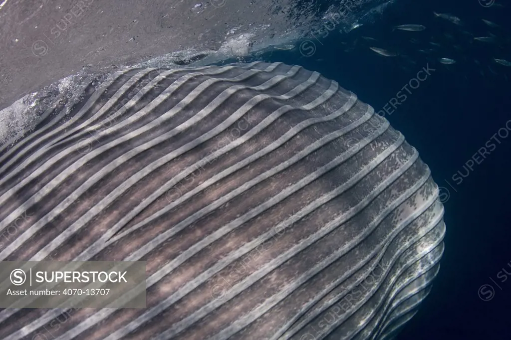 Throat pleats of a Bryde's whale (Balaenoptera brydei / edeni) expanding as it engulfs part of a school of Sardines, off Baja California, Mexico (Eastern Pacific Ocean)