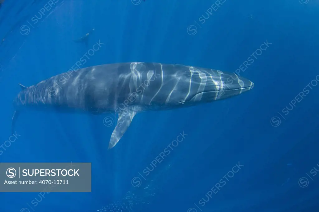 Bryde's whale (Balaenoptera brydei / edeni) swimming over a bait ball of Sardines, three ridges on forehead that distinguish the Bryde's whale from other mysticetes are prominently visible. Off Baja California, Mexico (Eastern Pacific Ocean)