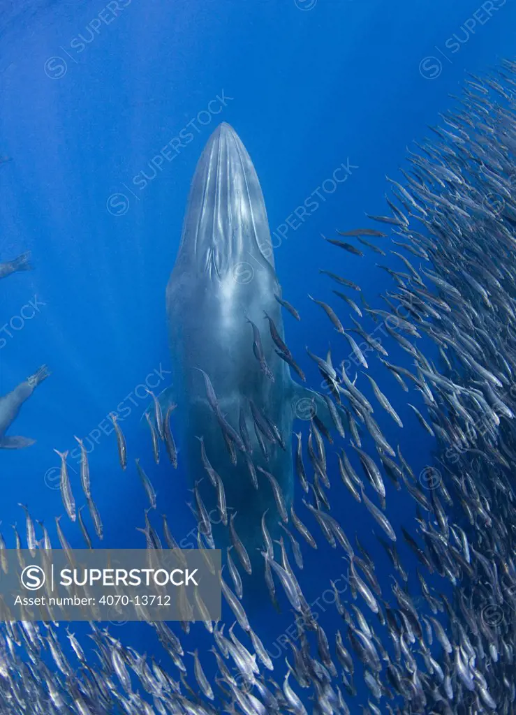 Bryde's whale (Balaenoptera brydei / edeni) swimming over a bait ball of Sardines, three ridges on forehead that distinguish the Bryde's whale from other mysticetes are prominently visible. Off Baja California, Mexico (Eastern Pacific Ocean) visible in this photo