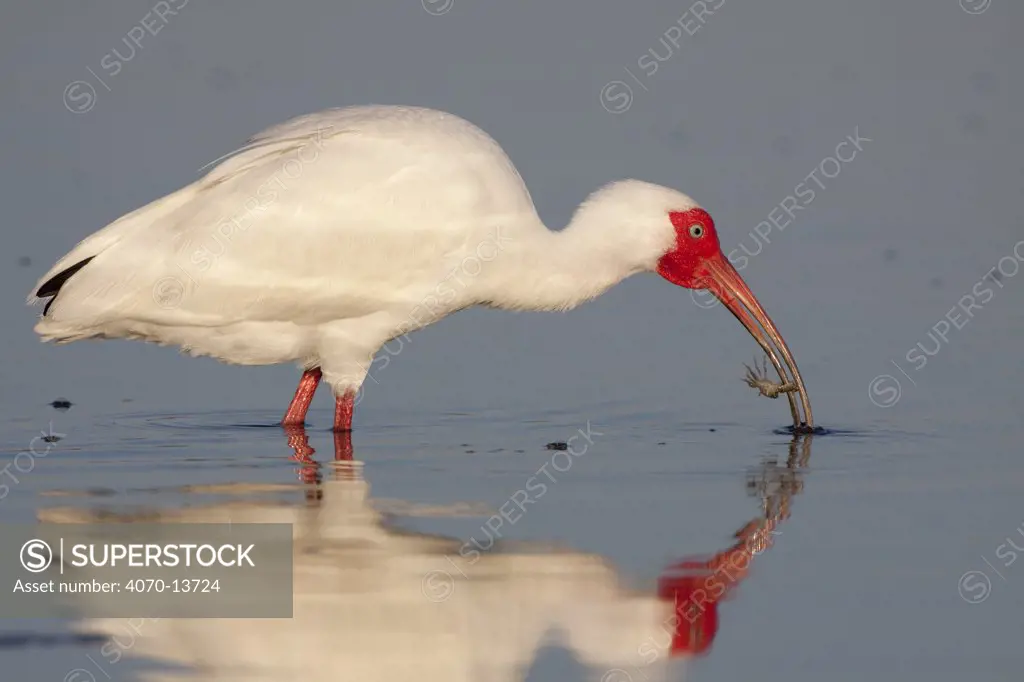 White Ibis (Eudocimus albus) foraging in shallow water, and feeding on a small crab. Tampa Bay, Florida, USA