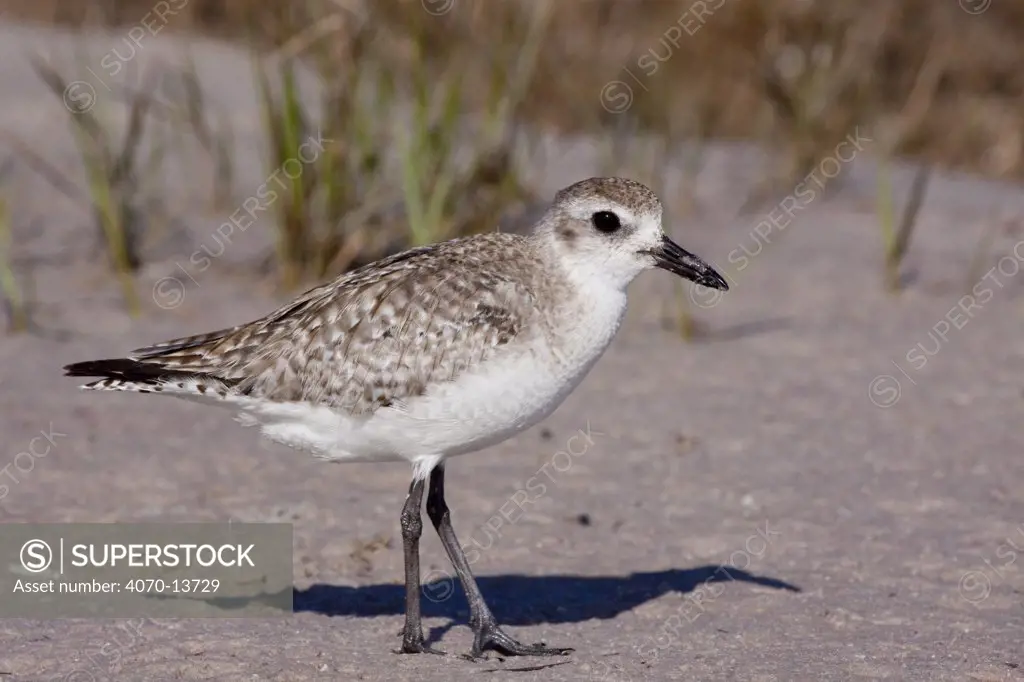 Black-Bellied  / Grey Plover (Pluvialis squatarola) in non-breeding plumage, on tidal sand flat while on spring migration; Tampa Bay, Florida, USA