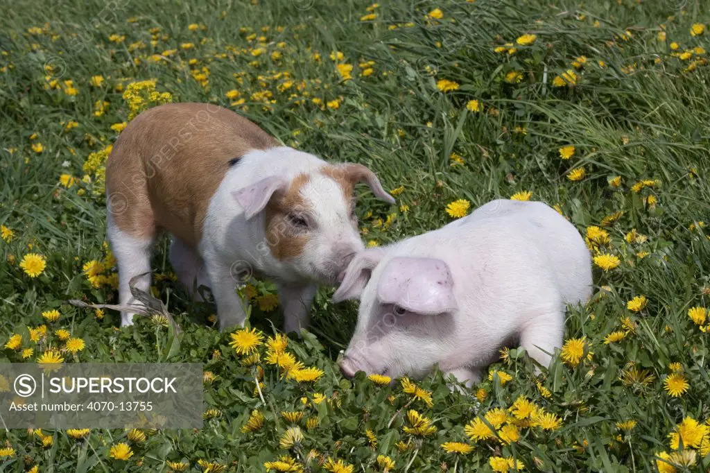 Brown and white Piglet sniffing white Piglet in  meadow grass, with Dandelions, Dekalb, Illinois, USA