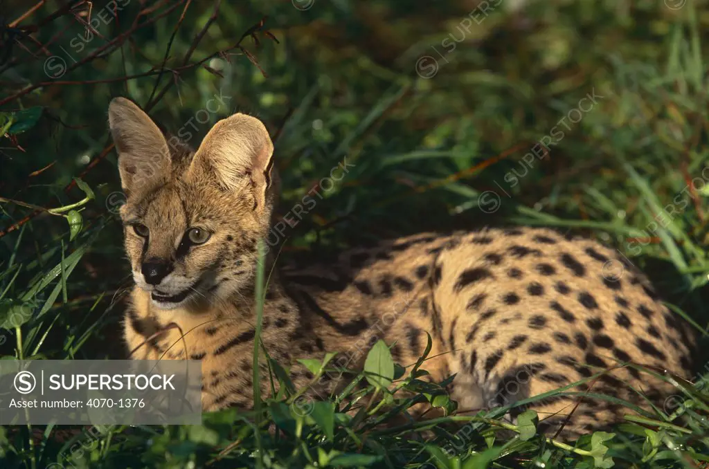 Serval (Felis serval) captive