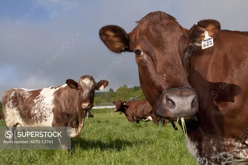 Shorthorn cow, head portrait in lush pasture; South Randolph, Vermont, USA