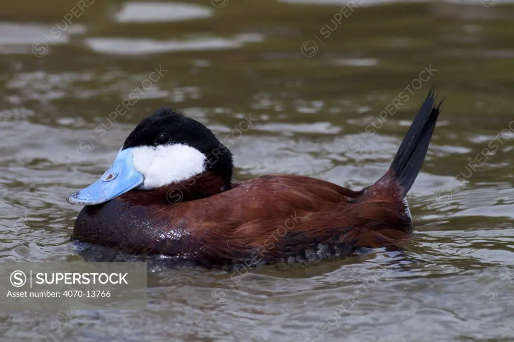Ruddy Duck (Oxyura jamaicensis) drake in breeding plumage on water; captive.